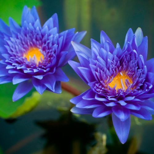 retreat-lotus