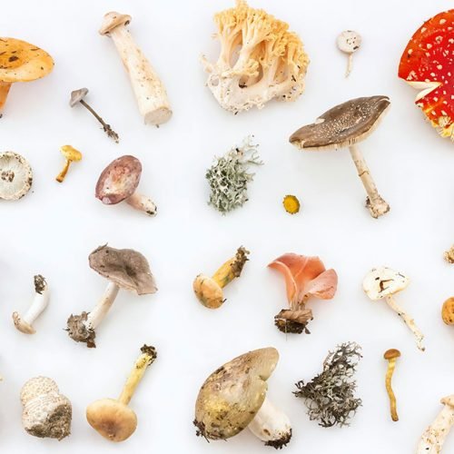 retreat-mushrooms